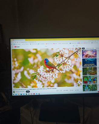 monitor MSI optix 27 "