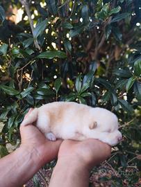 Puri meravigliosi cuccioli Shiba
