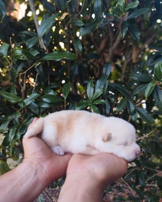 Puri meravigliosi cuccioli Shiba