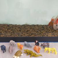 Sorpresine Kinder Africa Natoons 