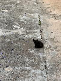 Gattina