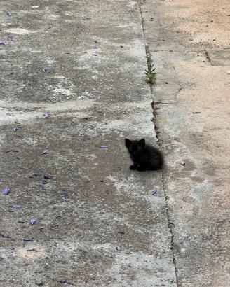 Gattina