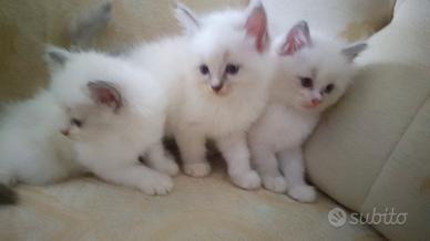 gattini occhi blu Ragdoll Siberiano