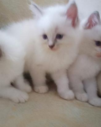 gattini occhi blu Ragdoll Siberiano