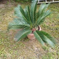 cycas in vaso