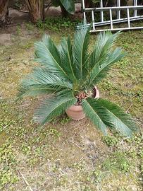 cycas in vaso