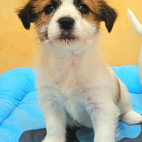 Jack russel cuccioli