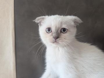 Gattina British scottish fold