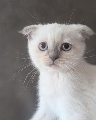 Gattina British scottish fold