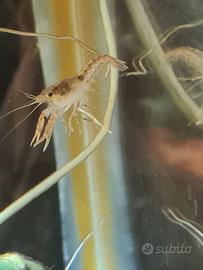 Gambero di fiume Nano tipo mini aragosta pulitore