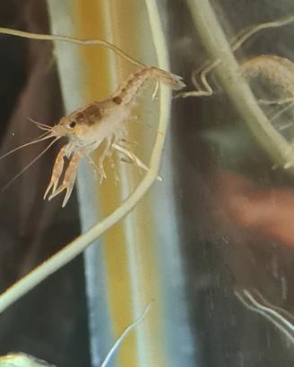 Gambero di fiume Nano tipo mini aragosta pulitore