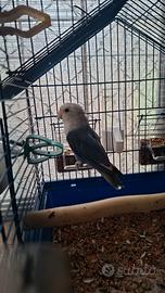 Inseparabile maschio