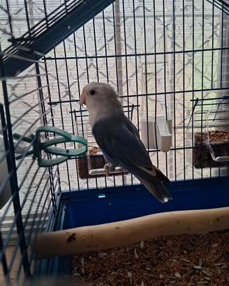 Inseparabile maschio