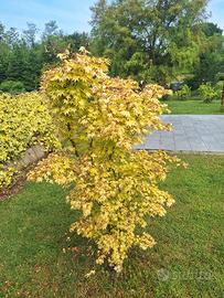 acero 'orange dreams'