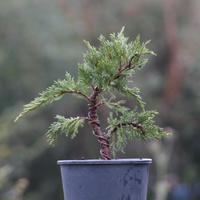 Prebonsai Ginepro