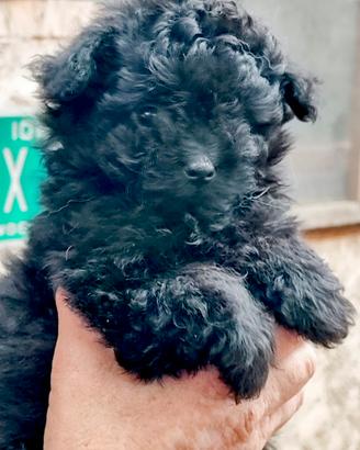Pomapoo Femmina