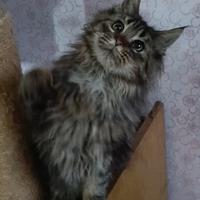 Cucciolo Maine coon
