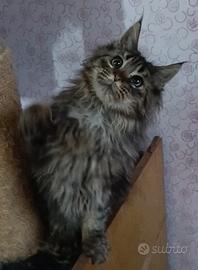 Cucciolo Maine coon
