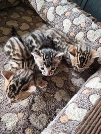 Gatti Bengala