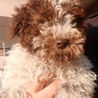 Cuccioli Lagotto da tartufi