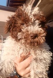 Cuccioli Lagotto da tartufi