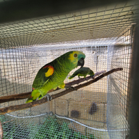 Coppia amazzoni fronte blu