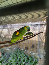 Coppia amazzoni fronte blu