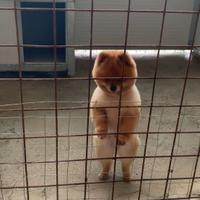 Spitz maschio cont in privato