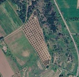 Terreno Agricolo Uliveto 1,4 ettari in Produzione