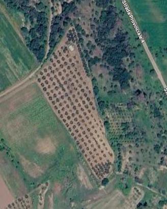 Terreno Agricolo Uliveto 1,4 ettari in Produzione