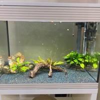 Acquario ASKOLL PURE LED L