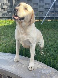 Femmina di Labrador retriever con Pedigree Enci