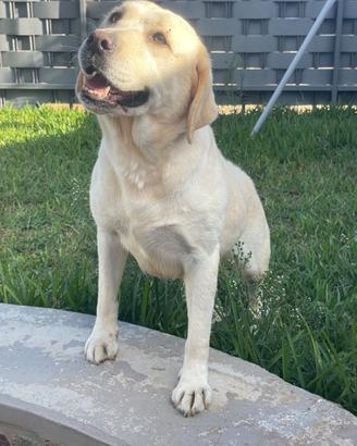 Femmina di Labrador retriever con Pedigree Enci