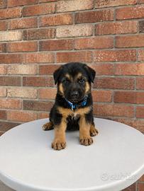 Argo - Splendido cucciolo di Pastore nero focato