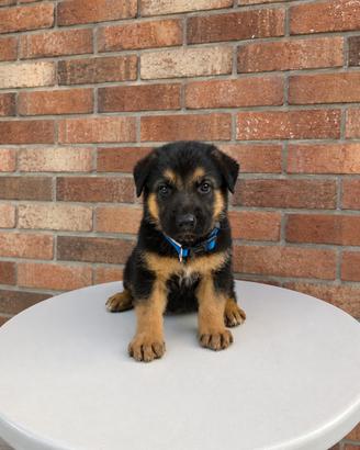 Argo - Splendido cucciolo di Pastore nero focato