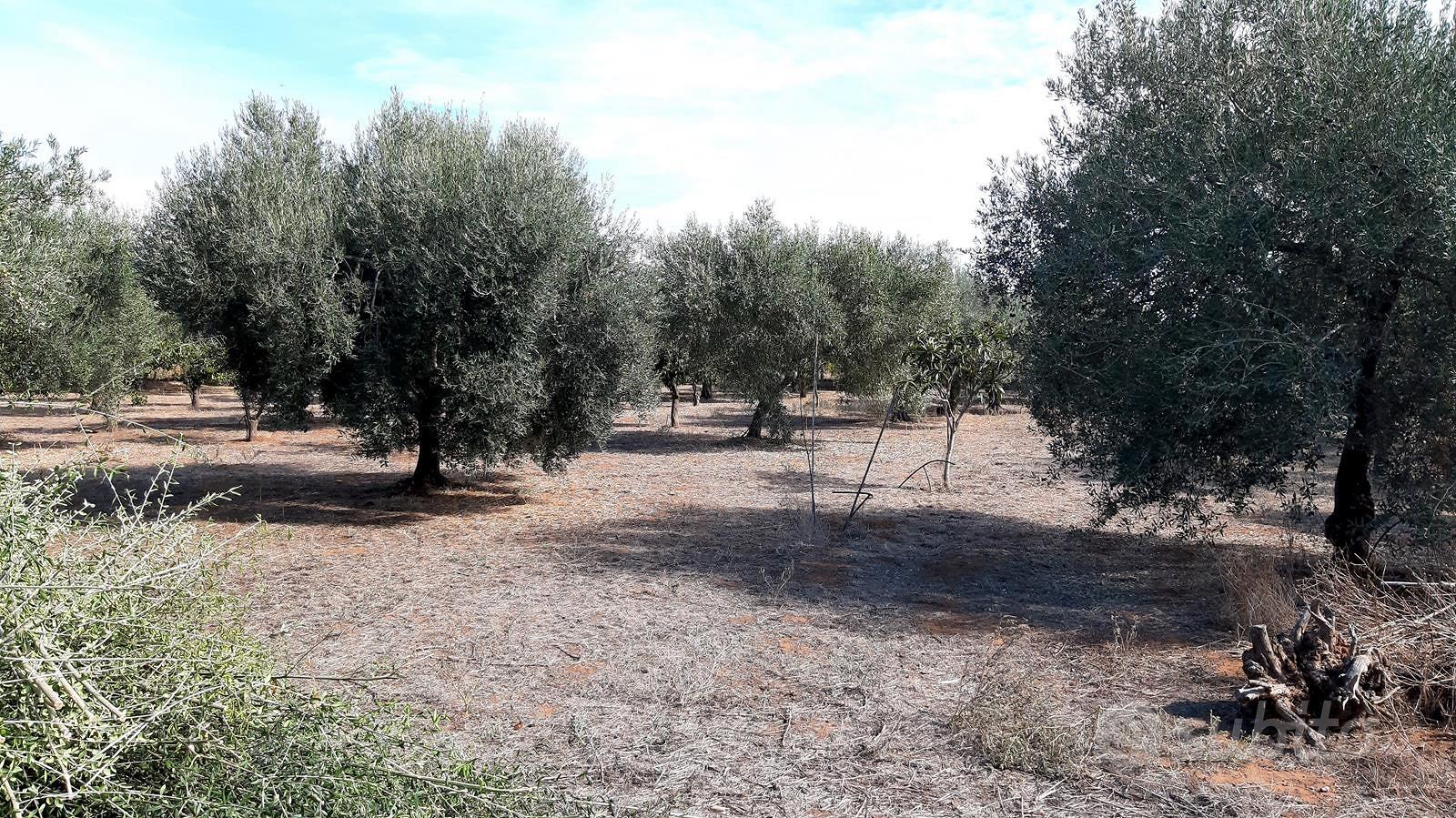 Terreno agricolo mq 5000 in C.da Capraro, Vittoria - Altro