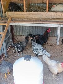 Galline padovane, legbar, marans