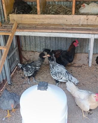 Galline padovane, legbar, marans