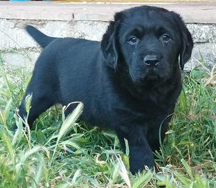 Labrador Retriever cuccioli color miele e neri