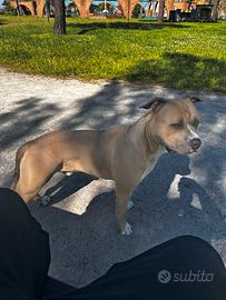 Maschio x monta, American pit bull terrier ukc