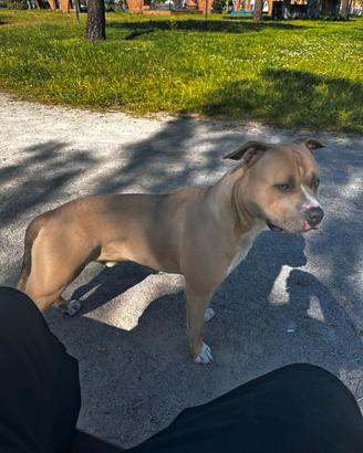 Maschio x monta, American pit bull terrier ukc