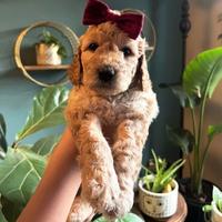 Cucciola barboncina toy red