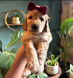 Cucciola barboncina toy red