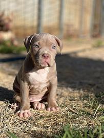 Cuccioli di American Pitbull Terrier