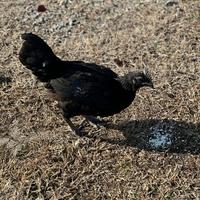 Gallo Cemani