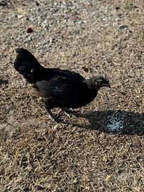 Gallo Cemani