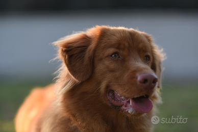 Cuccioli Nova ScotiaDuck Tolling Retriver