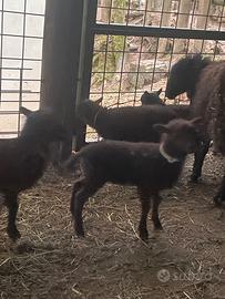 Pecora nana Ouessant