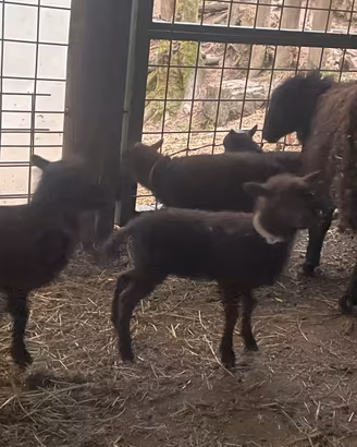 Pecora nana Ouessant