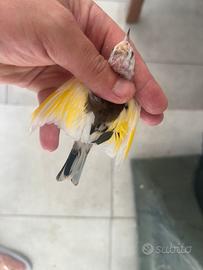 Cardellino